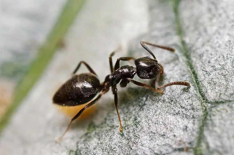 Types of Ants in California