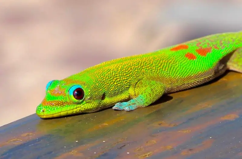 Lizards in Hawaii