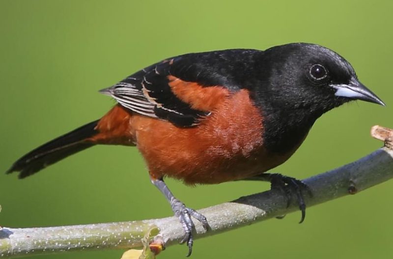 Orioles in Wisconsin