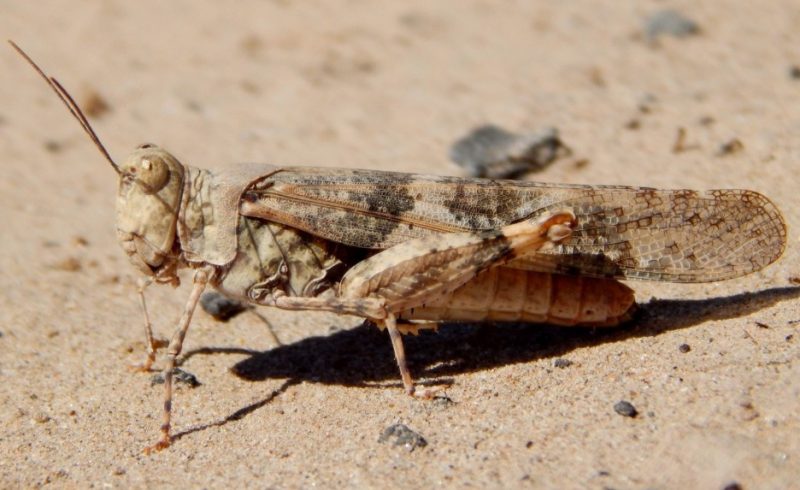 Grasshoppers in Arizona