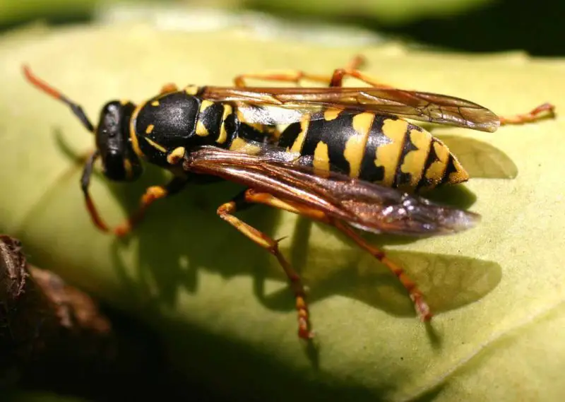 Dangerous Stinging Insects in Michigan