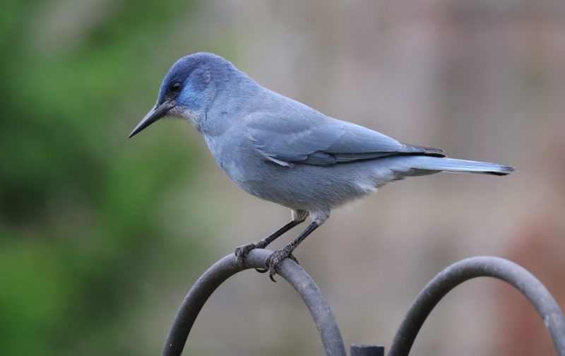 Jays in Utah