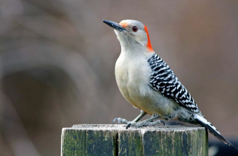 Common Birds in Massachusetts