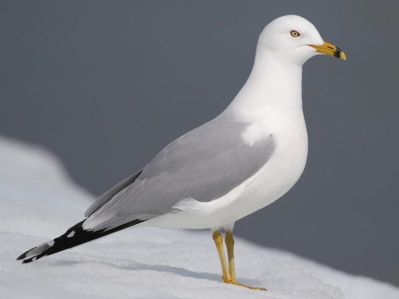 Black and White Birds in Michigan