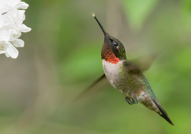 ruby-throated-hummingbird-archilochus-colubris-1-800x562-2 Hummingbirds in New Hampshire