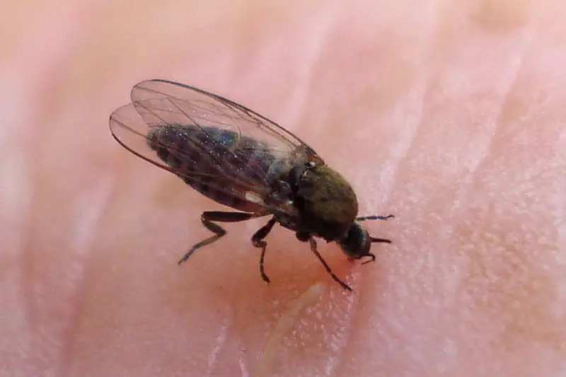 Biting Flies in Colorado
