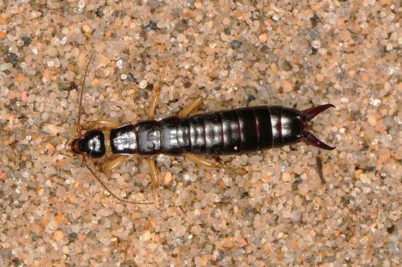 Earwigs in Florida