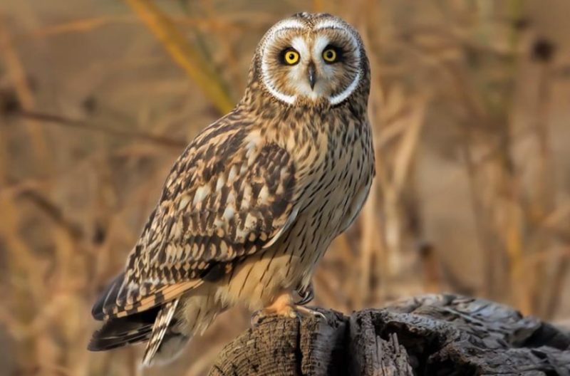 Owls in Georgia