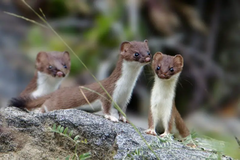 Weasels in New York