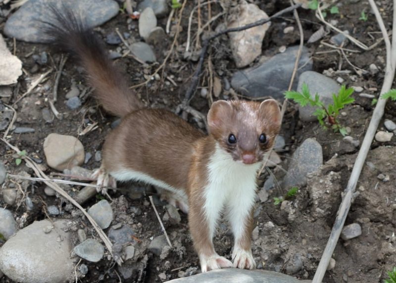 Weasel Species in Utah