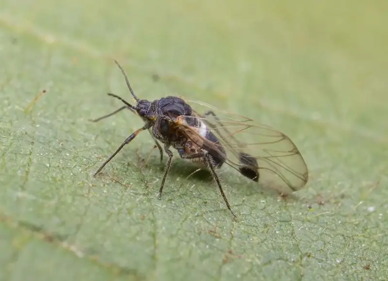 Biting Flies in Colorado