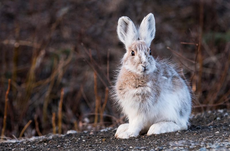 Wild Rabbits in Michigan