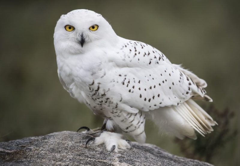 Owls in Georgia