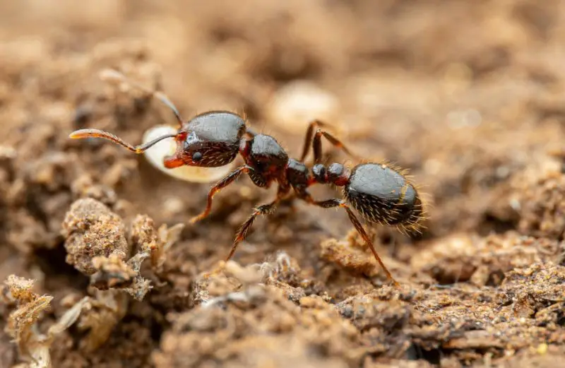 Types of Ants in California