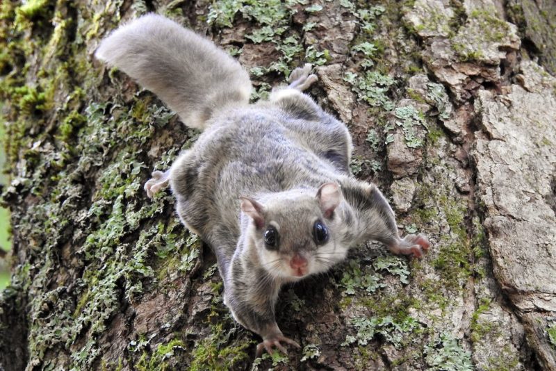 Squirrels in Missouri