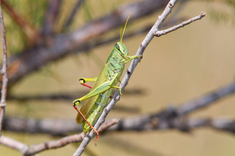 Grasshoppers in Arizona