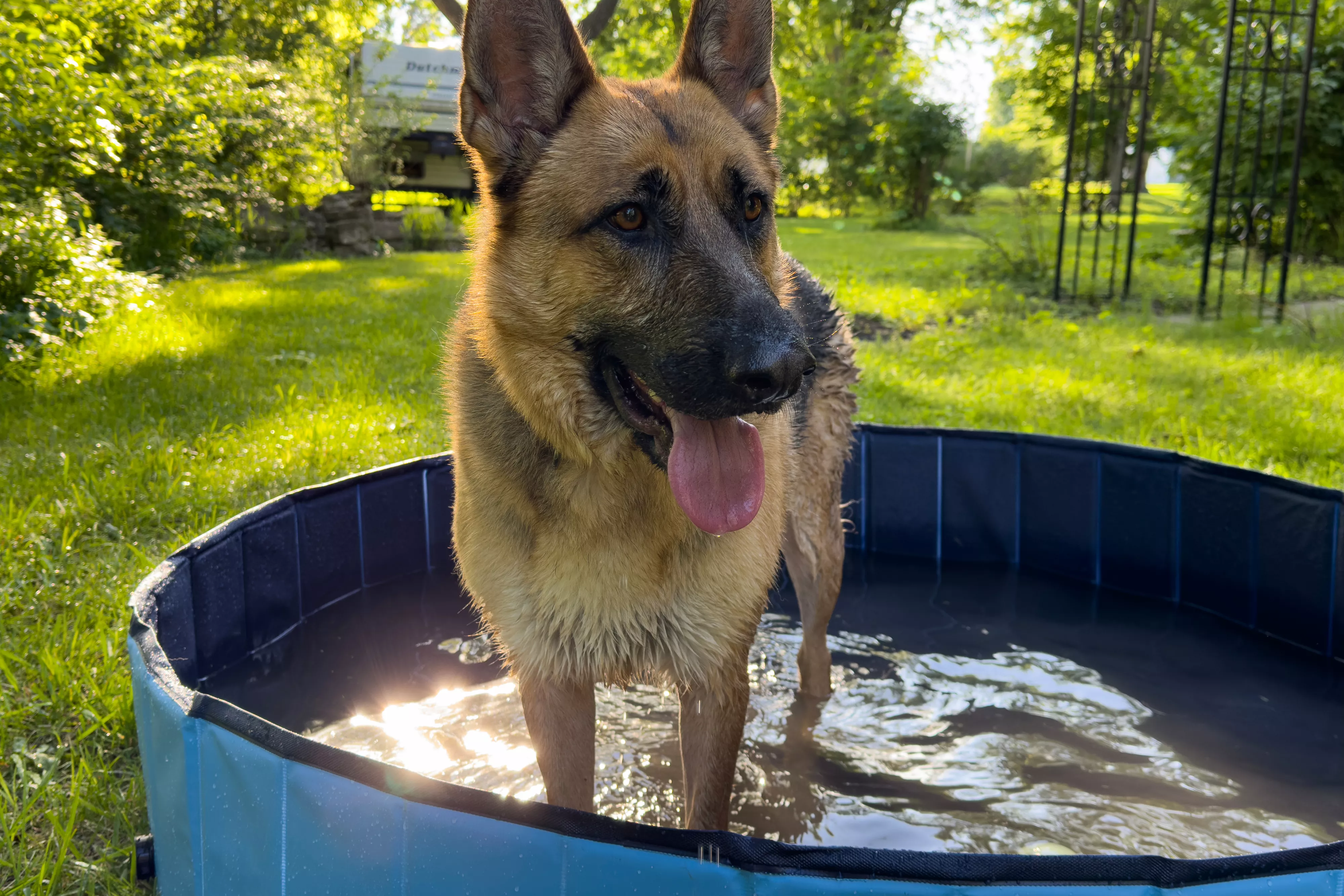 A dog standing in the Jasonwell Foldable Dog Pet Bath Pool