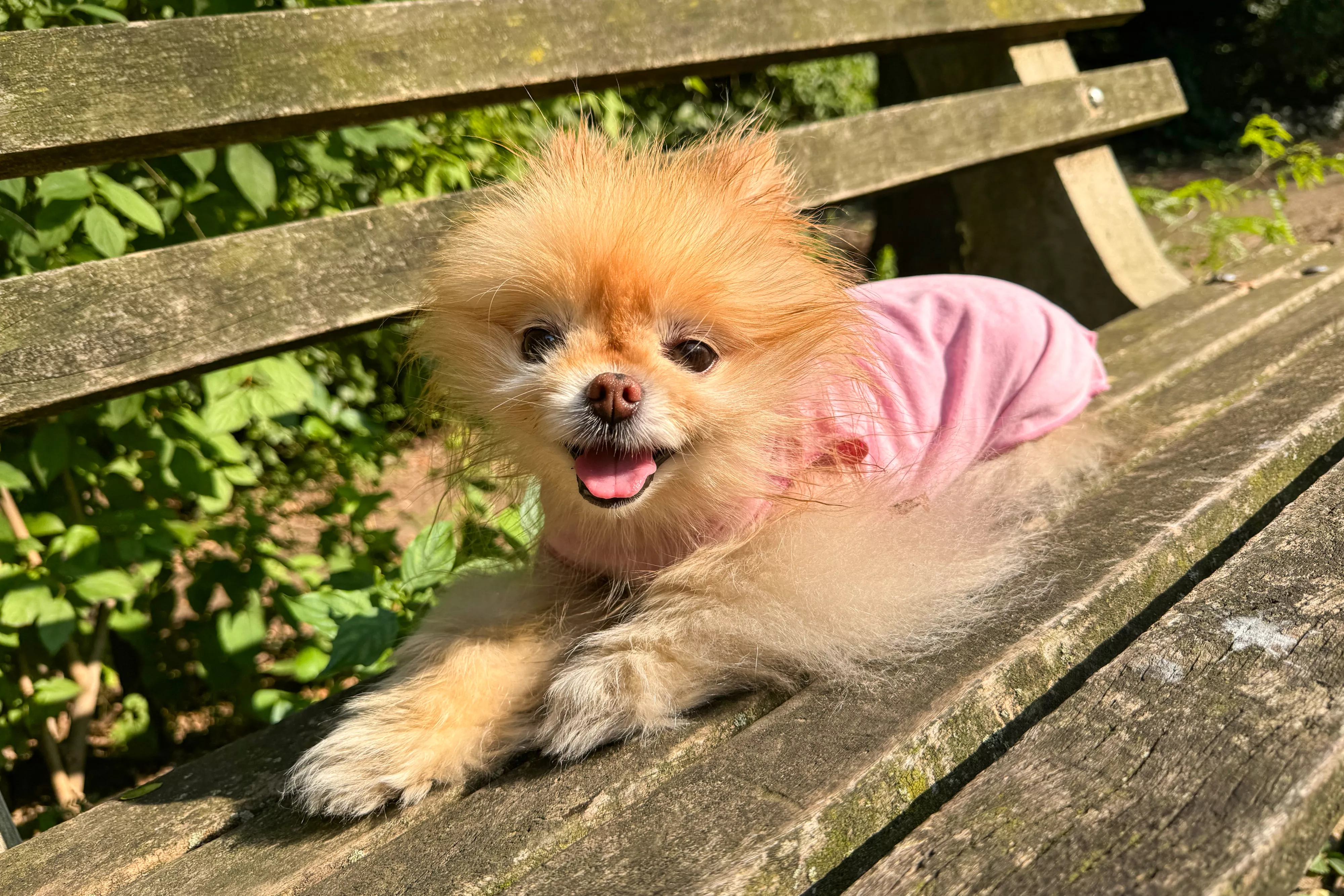 A small dog wearing the Gold Paws Sun Shield Dog Tee on a park bench