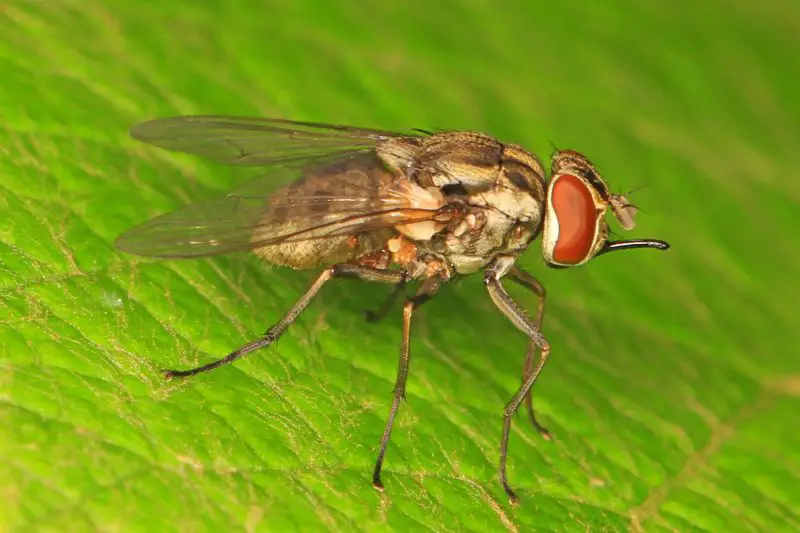 Biting Flies in Colorado
