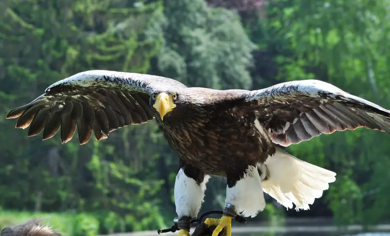 Eagles in Kansas