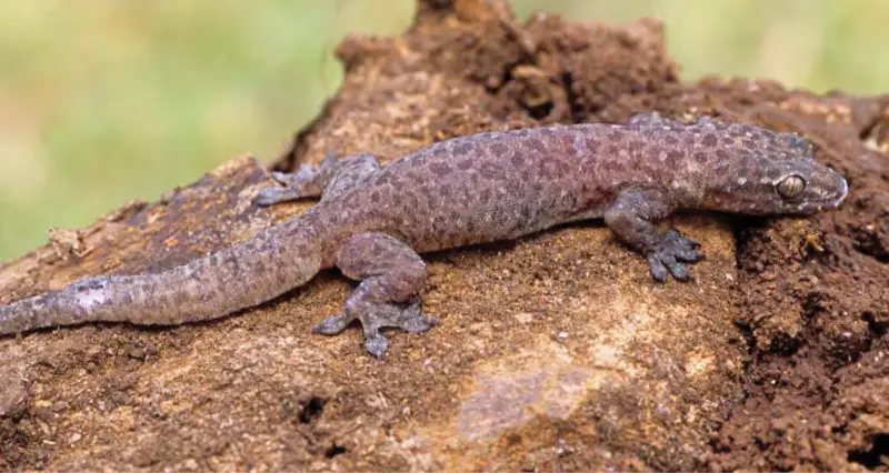Lizards in Hawaii
