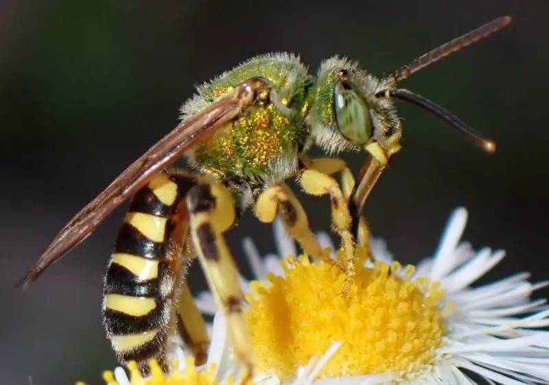 Dangerous Stinging Insects in Michigan