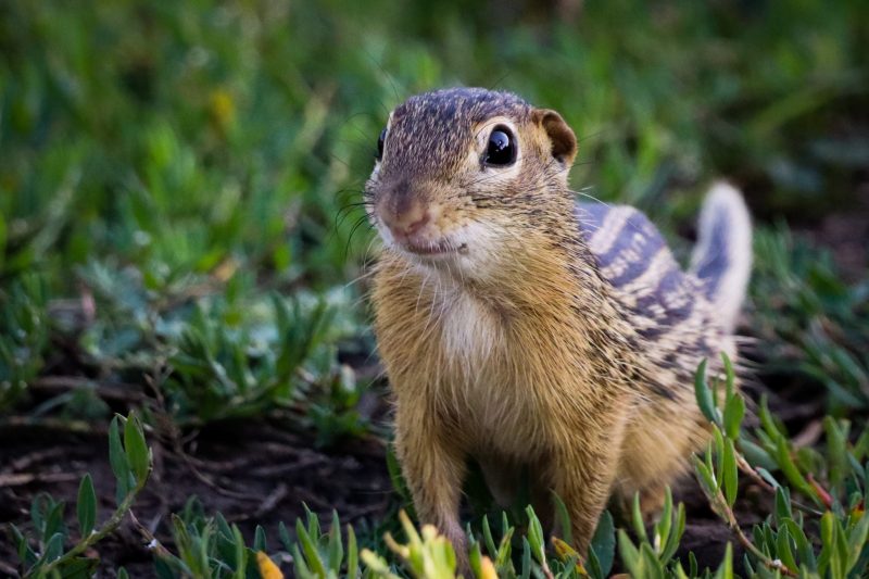 Squirrels in Missouri