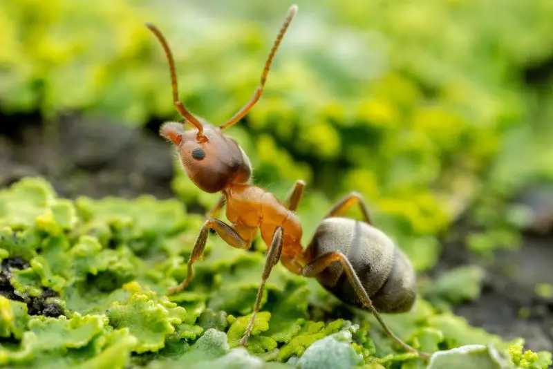 Types of Ants in California
