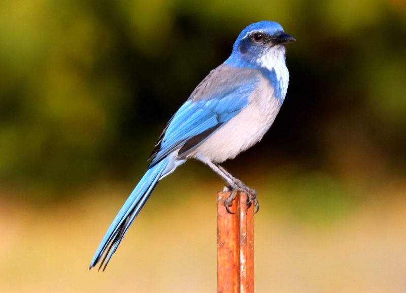 Jays in Utah
