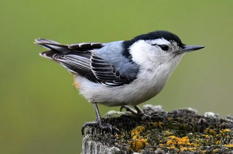 Black and White Birds in Michigan