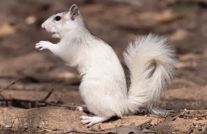 white squirrels in Ohio