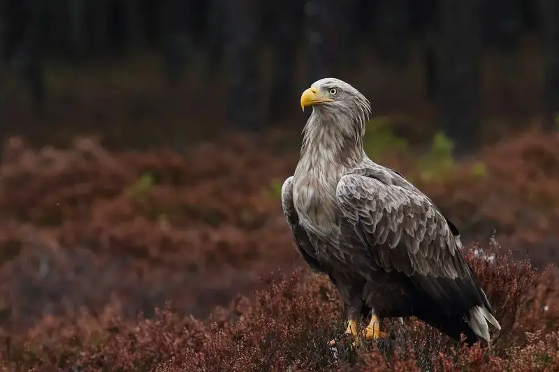Eagles in Kansas