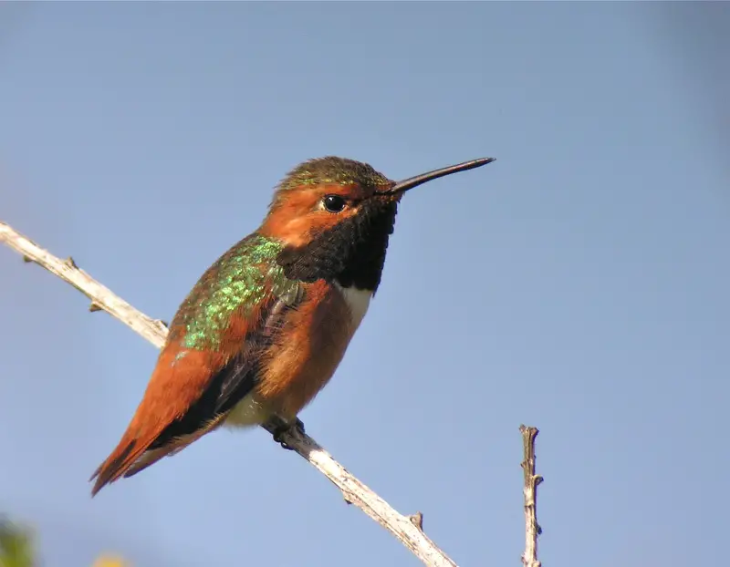 Hummingbirds in Iowa