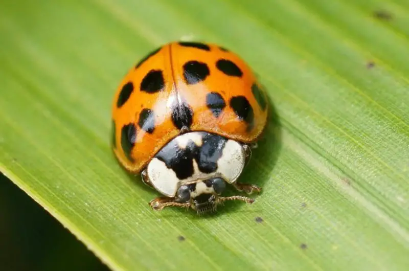 asian-lady-beetles-800x530-1 Beetles in North Carolina