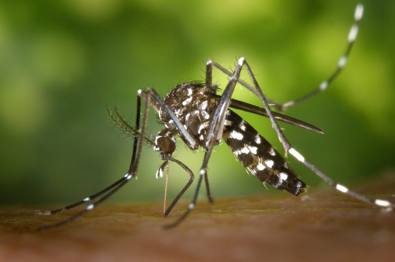 Dangerous Bugs in Oregon