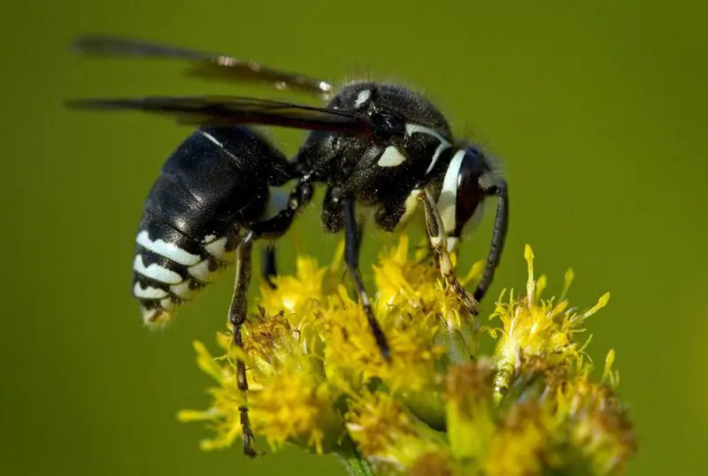 Dangerous Bugs in Oregon