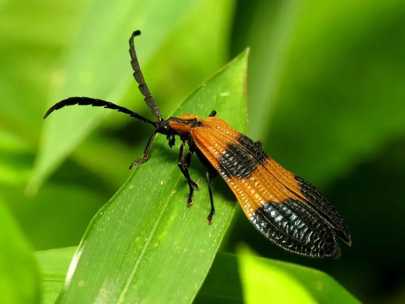 banded-net-wing-beetle-800x600-1 Beetles in North Carolina