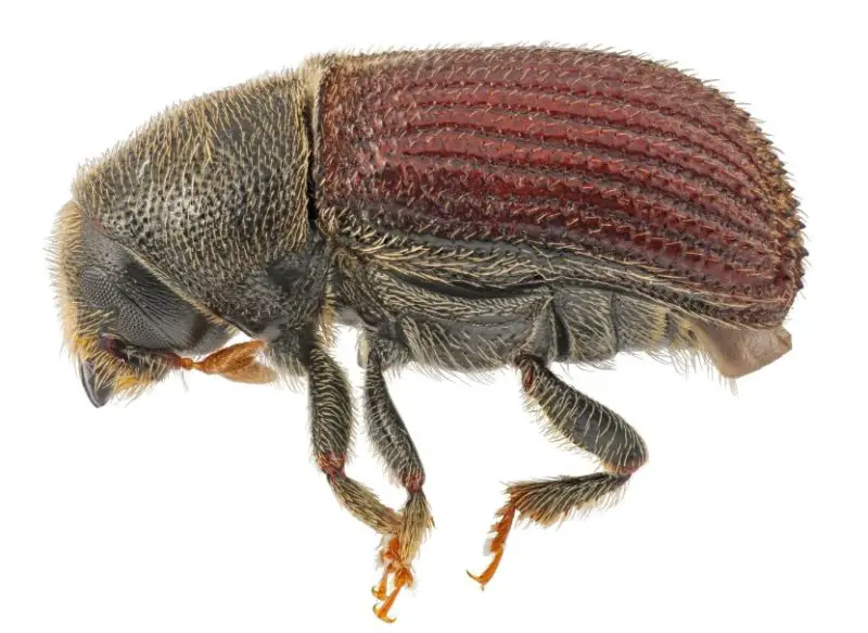 Beetles in Michigan