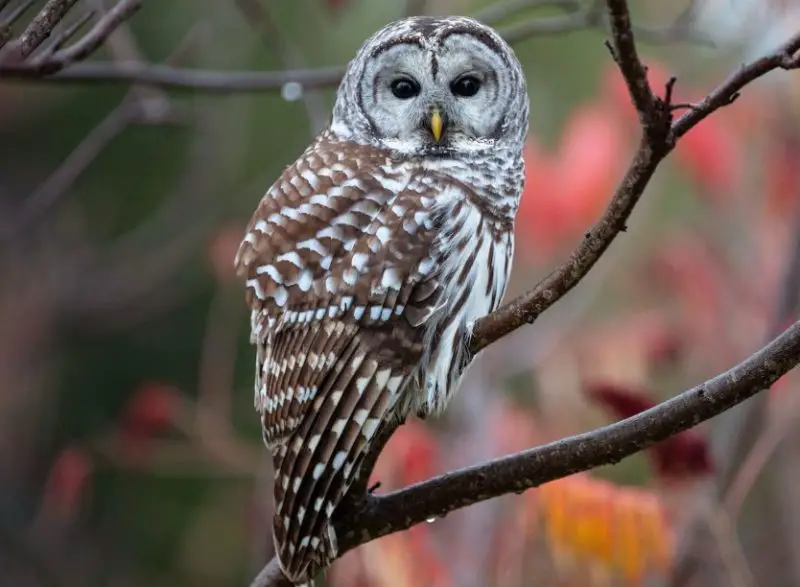 Owls in Kentucky