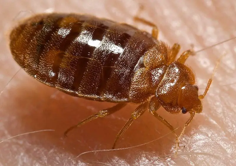 bed-bugs-cimex-lectularius-800x561-1-1 Dangerous Bugs in Illinois