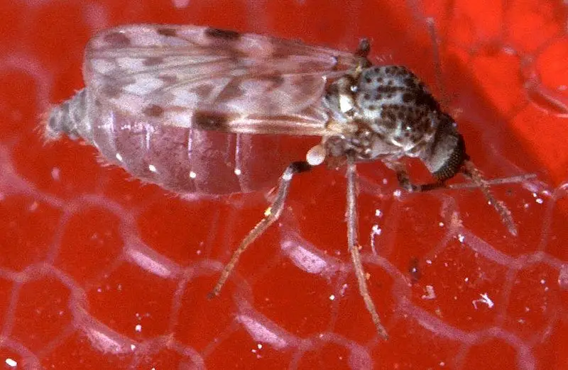 Dangerous Bugs in Oregon