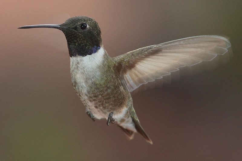 Hummingbirds in Iowa