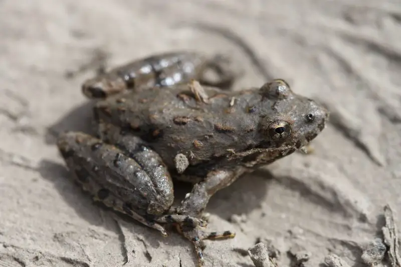 Frogs in Illinois