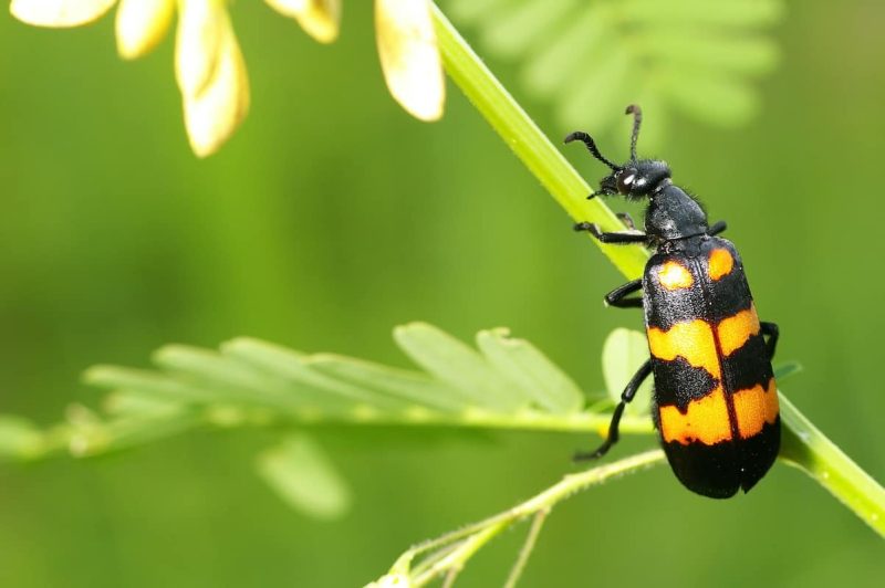 Beetles in Michigan