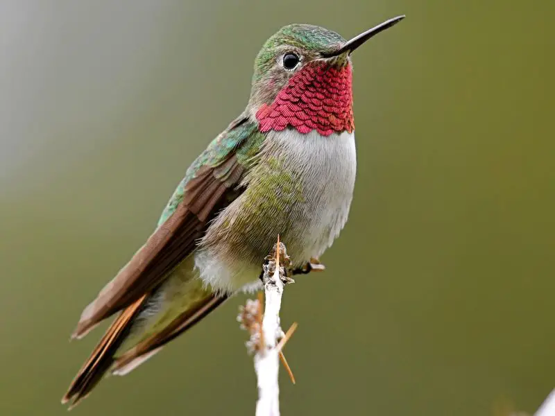 Hummingbirds in Iowa