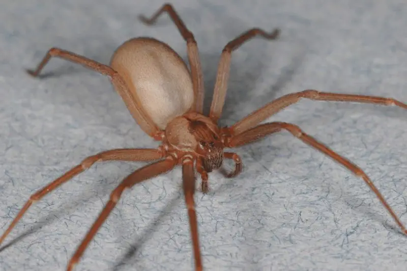 Dangerous Bugs in Oregon