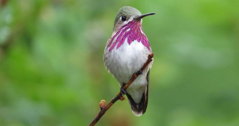 Hummingbirds in Iowa