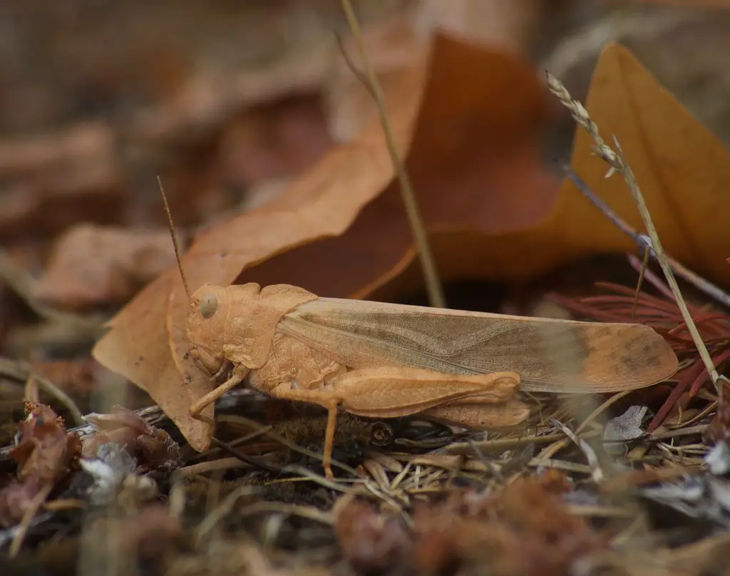 Grasshoppers in Ohio