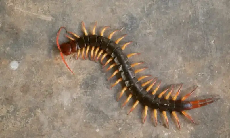 Dangerous Bugs in Colorado