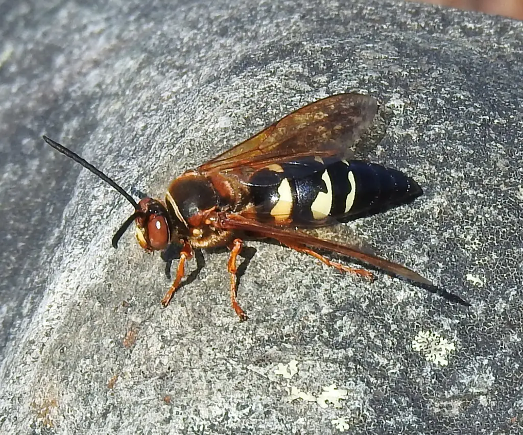 cicada-killer-wasps Dangerous Bugs in Illinois